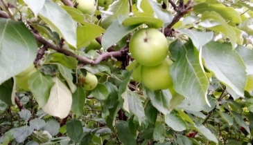 д. Усовка, д. Усовка, ул. Дачная