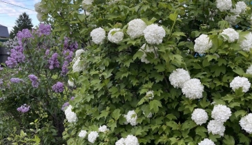 г. Омск,  дп. сдт Рассвет (САО)