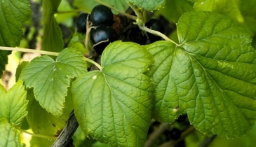 г. Омск,  тер. ГСК Восток-16 (ОАО)