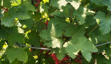 г. Омск,  тер. ГСК Восток-16 (ОАО)