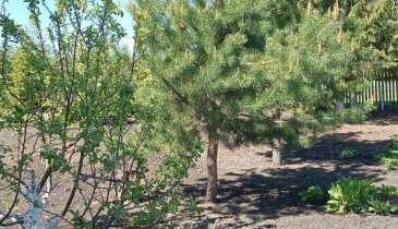 д. Вишневка, Шербакульский р-н, д. Вишневка, ул. Школьная