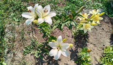 г. Омск,  тер. ГСК Восток-16 (ОАО)