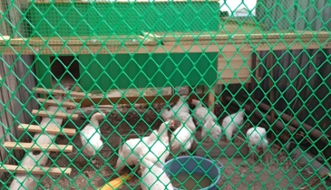 г. Омск,  дп. сдт Ромашка (ЦАО1)