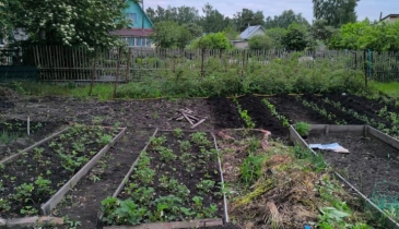 г. Омск,  дп. сдт Юбилейный (КАО)