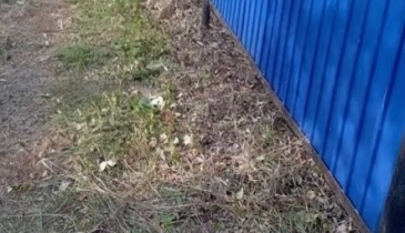 г. Омск,  дп. сдт Юбилейный (КАО)