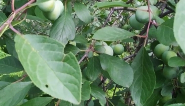 г. Омск,  дп. сдт Монтажник-2 (САО)