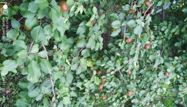 г. Омск,  дп. сдт Монтажник-2 (САО)