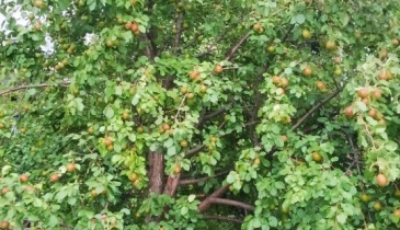 г. Омск,  дп. сдт Монтажник-2 (САО)