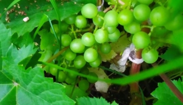 г. Омск,  дп. сдт Монтажник-2 (САО)