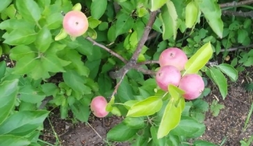 г. Омск,  дп. сдт Монтажник-2 (САО)