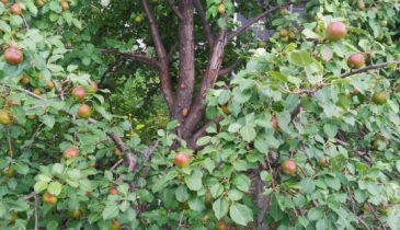 г. Омск,  дп. сдт Монтажник-2 (САО)